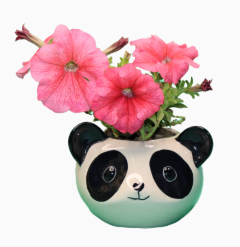 Berrycrave Panda Planter - with Plant