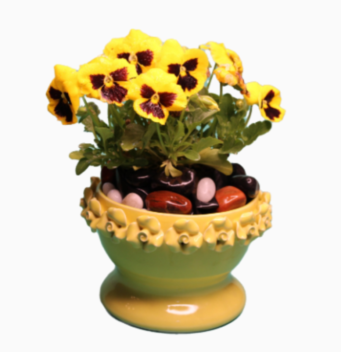 Berrycrave World cup Planter Yellow